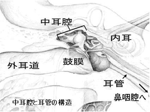 中耳腔と耳管の構造